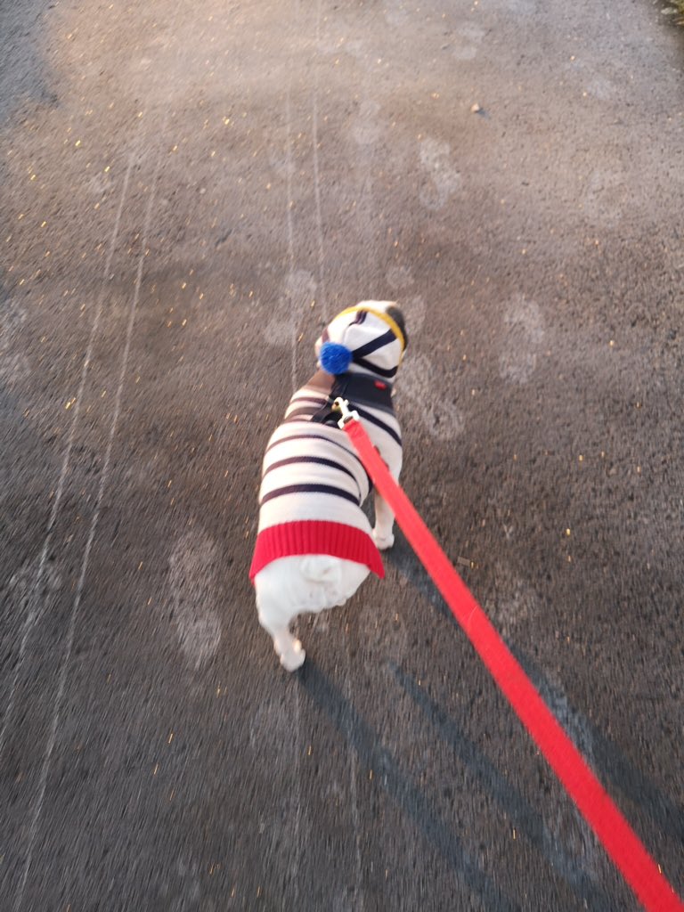 IggyBFrenchie's tweet image. Iggy keeping ears warm