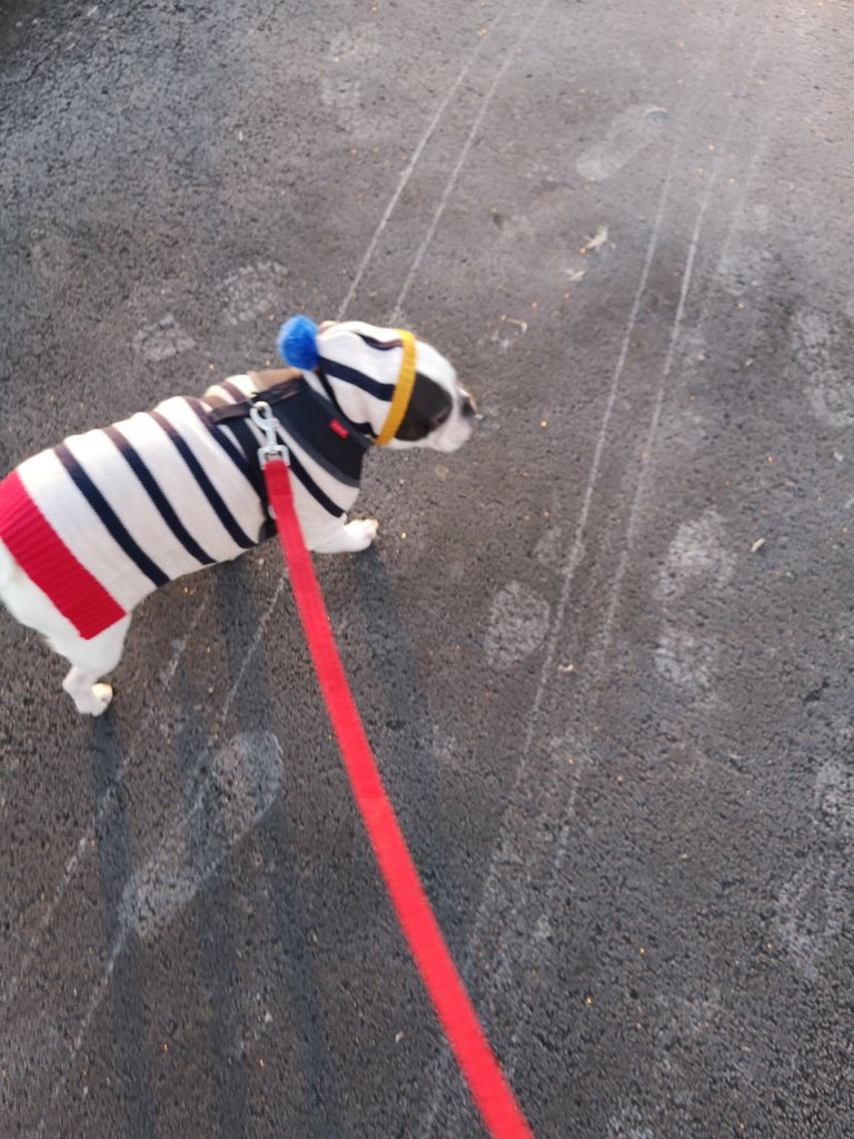 IggyBFrenchie's tweet image. Iggy keeping ears warm