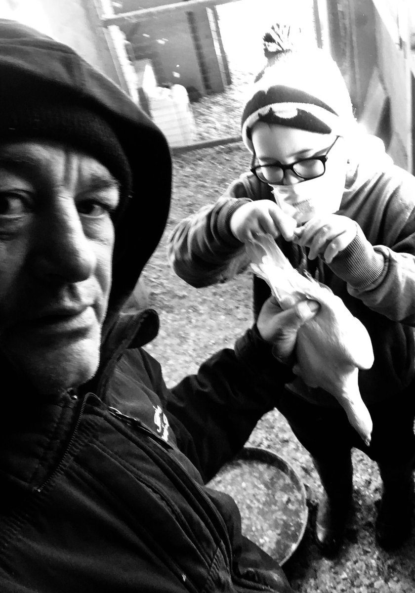 #yorkshireceremonialdoves  young lad young bird new ring