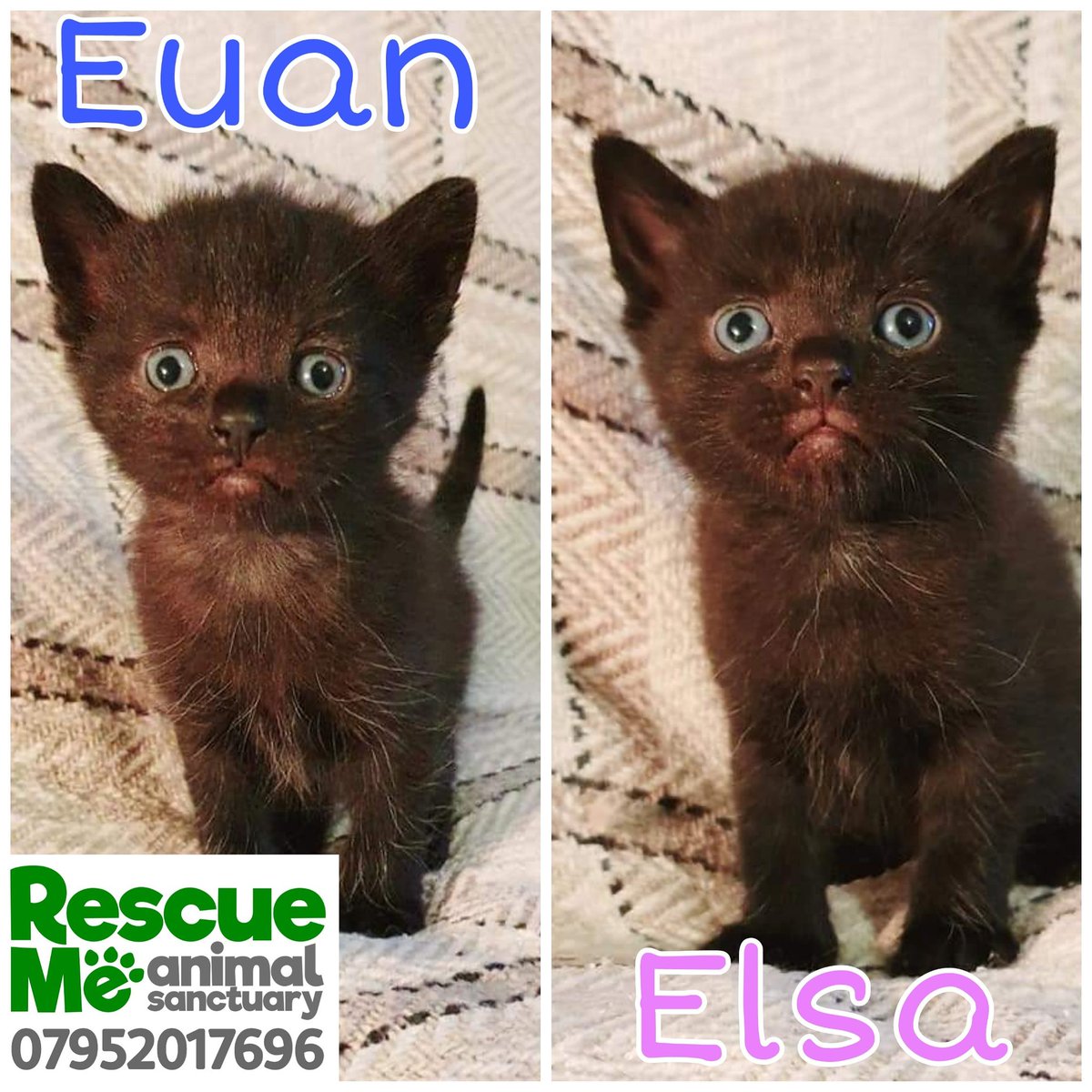 Eeekkkkkk ok even I can't cope with how cute these are 😍😍😍 Everyone needs a dinky Euan in their life! #AdoptDontShop #AdoptMe #Liverpool #YNWA #RescueMe #SundayThoughts #Caturday #CutenessOverload