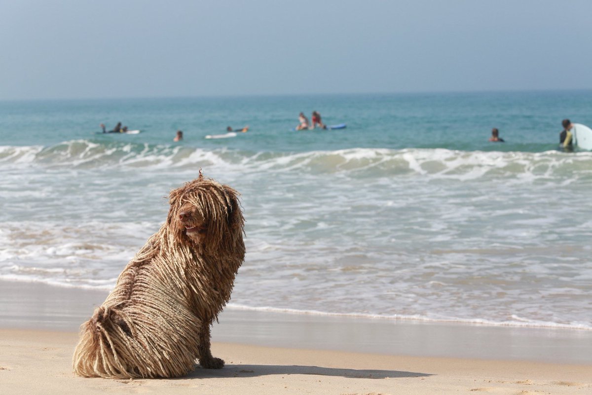 It's not only our campers that love the Tarifa vibe! 😍🐶 <a href="/ozutarifa/">OZU Tarifa</a> 
#kitesurfing #kitesurf #tarifabeach #summercamp2020 #summercamp #bestcampever #spain #sports #languagelearning #inspirededucationgroup #sotoschoolcamps