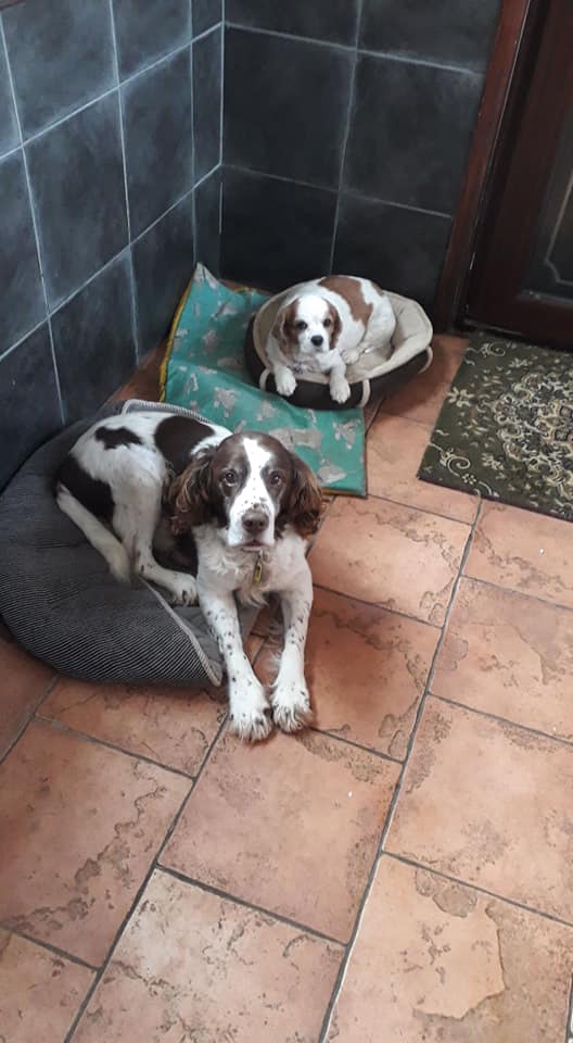 gelert01's tweet photo. LADY CAVALIER SPANIEL #STOLEN 16/01/2020 DURING A BURGLARY #ALTHORPE #SCUNTHORPE 

 nothing is sacred anymore breaking into your home stealing your dog! 

💰HUGE REWARD💰

@AnneGreen2909 @rosieDoc2 @janice_adams3 @pettheftaware @OneStopAllDogs @lostfoundkent @vincerock6 https://t.co/sebXyAWzyQ