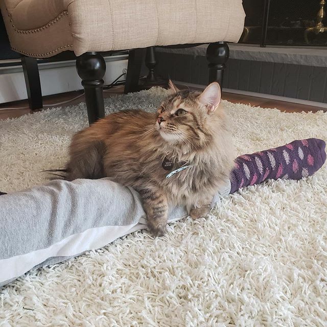 Today is Mimosa Sunday, and Bobbi is getting the hang of the mood. ift.tt/2NIjYz7