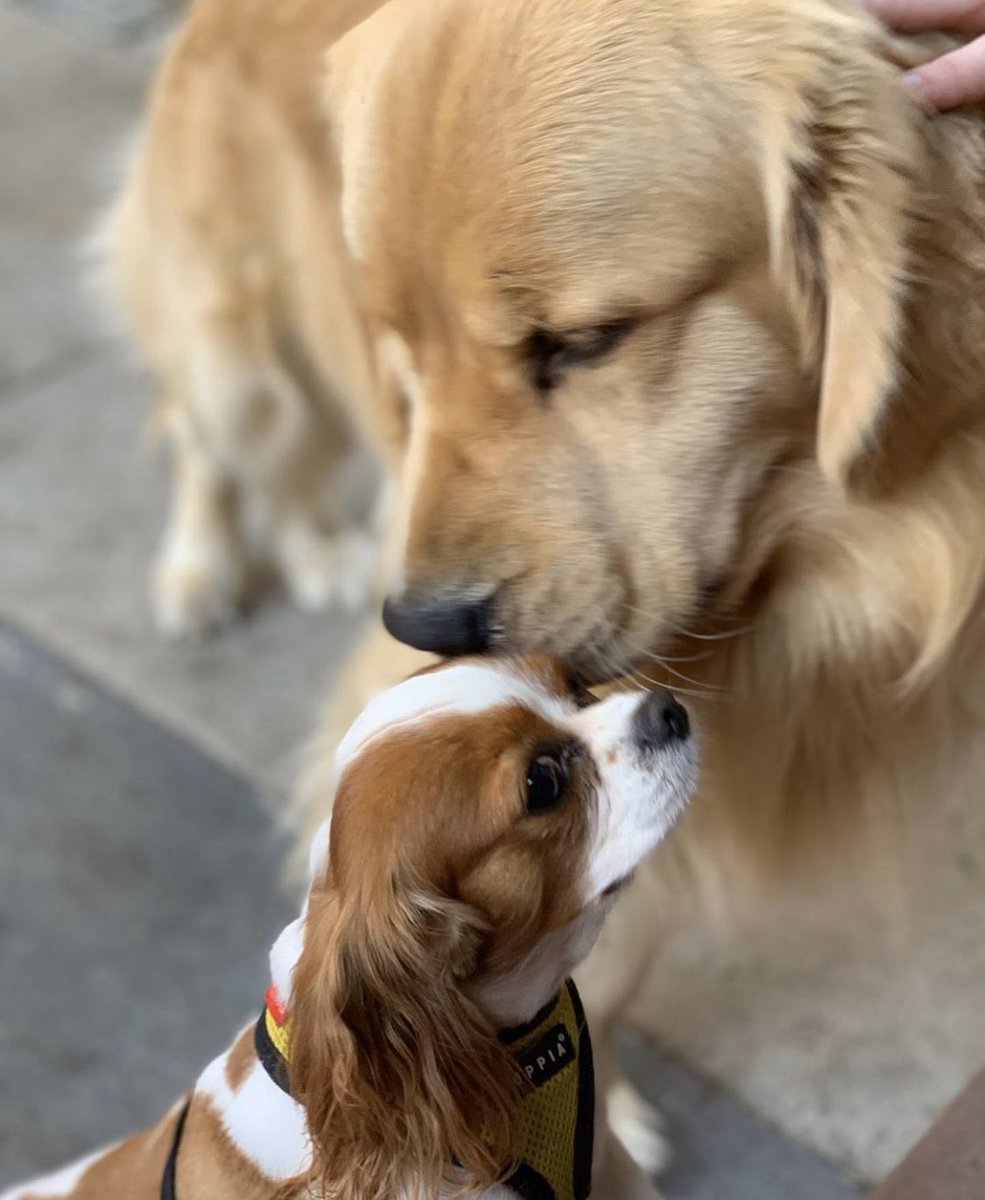 We Dont Deserve Dogs tweet media