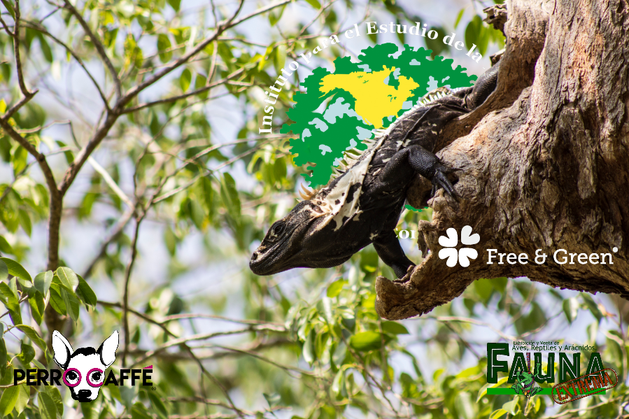 ipebiosfera's tweet photo. Caminando en tierras vírgenes te das cuenta de toda la vida que hay en nuestro planeta, como esta Iguana Negra que se asoma desde su árbol para revisar que su territorio este en orden.  #nature #wildlife #conservation #naturephotography #biology #naturelovers https://t.co/PEGrhmp3DR