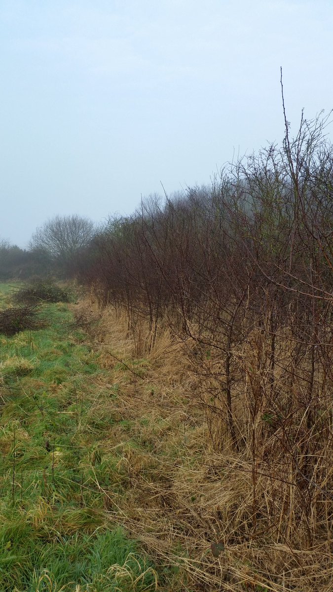 We are <a href="/NTSpekeHall/">Speke Hall</a> today tackling a blackthorn hedge and clearing brash to allow easier access to replant the hedge. #volunteer #winter