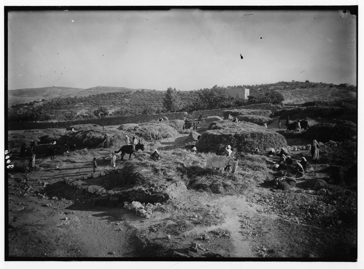 3:2 She knows that Boaz is going down to the threshing floor, which might be this one (photo from around 1933).This will involve some celebration & a night out in the open (he may be guarding his grain heap).