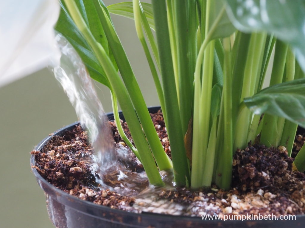 pumpkin_beth's tweet photo. If you've got irritating #flies flitting around your #houseplants. Here's a quick & effective control: https://t.co/L2T2mGfqaf #Indoors #IndoorGardening #Houseplant #UrbanJungle #IndoorGarden #Organic #OrganicGardening #SciaridFly #BiologicalControl #BiologicalControls https://t.co/y3s1GcVBqn