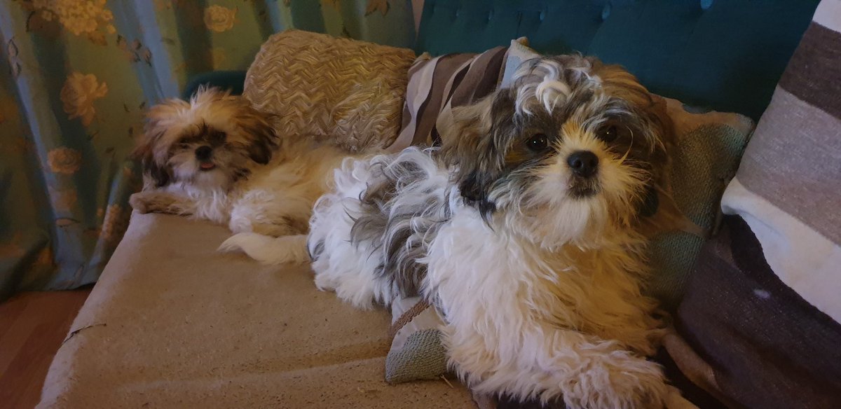 Wirral Dogs tweet media