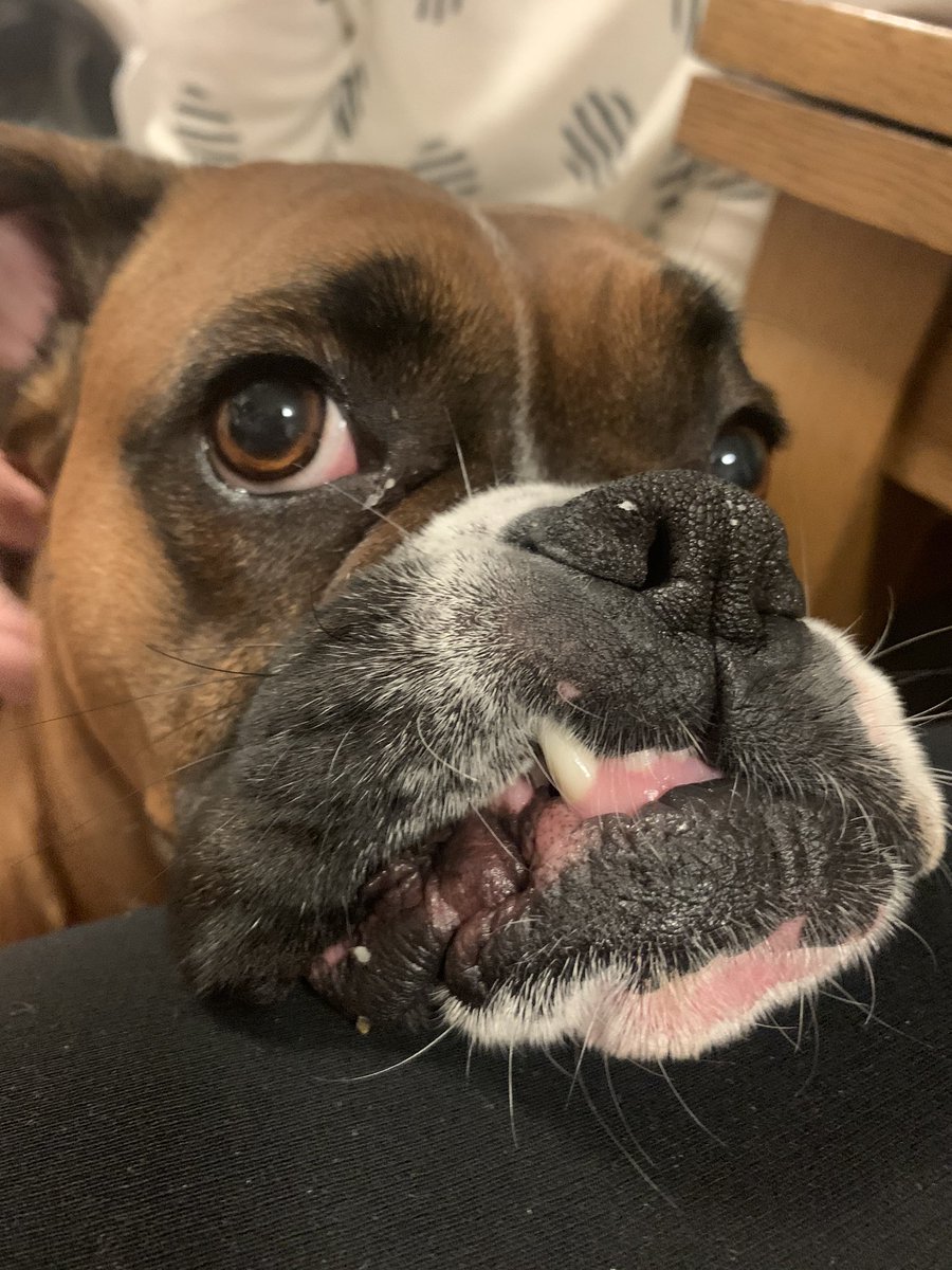 StephanieMakey's tweet photo. What’s wrong with my snaggle tooth?! #boxersoftwitter #boxerdog https://t.co/yukMVQnVZm