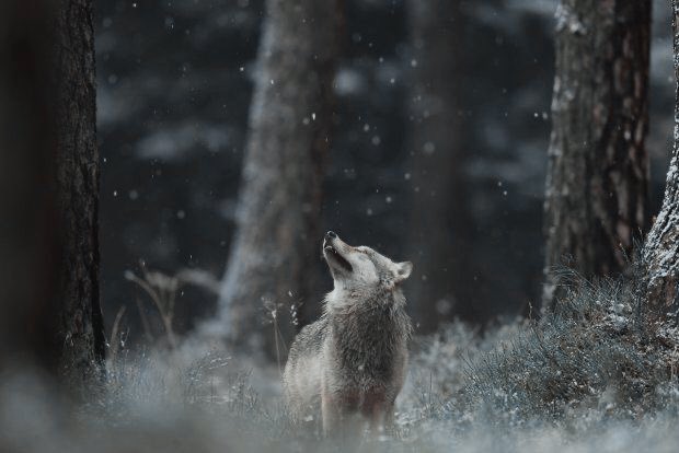 cosasdelobos's tweet photo. ⠀             𝗗𝗔𝗡𝗜𝗘𝗟𝗟𝗘 𝗛𝗢𝗙𝗙.
                    ⤻ 𝗅𝗒𝖼𝖺𝗇𝗍𝗁𝗋𝗈𝗉𝖾
             ; 𝖿𝗈𝗋𝗆𝖾𝗋 𝗁𝗈𝗋𝗇𝖾𝖽 𝗌𝖾𝗋𝗉𝖾𝗇𝗍.

❛So these warlocks are his puppets 
  and we defeat him by becoming 
  yours, isn’t it? Hm... sounds fake, 
  let me say.❜ https://t.co/aZ5CzYFDtm