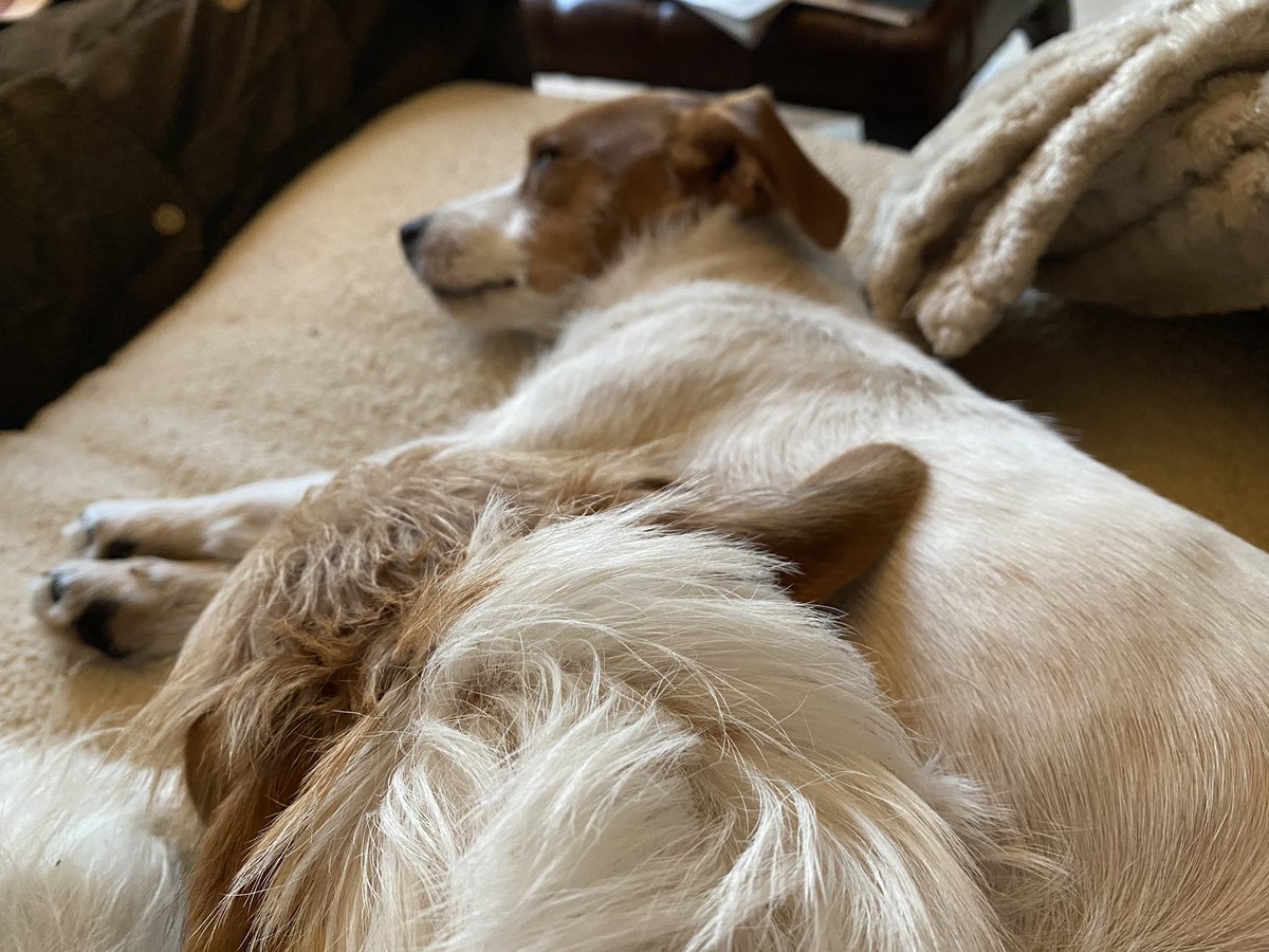 drdawnsdog's tweet photo. Mum took me and my sister to Fairford today for a walk along the river. Utterly pooped! https://t.co/tnQ16mJLB0
