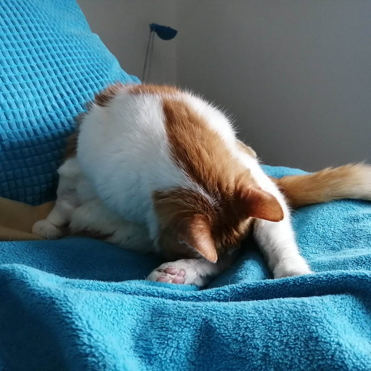 ShowMeTheTuna's tweet image. Fell asleep licking myself yesterday. #naps #catworldproblems