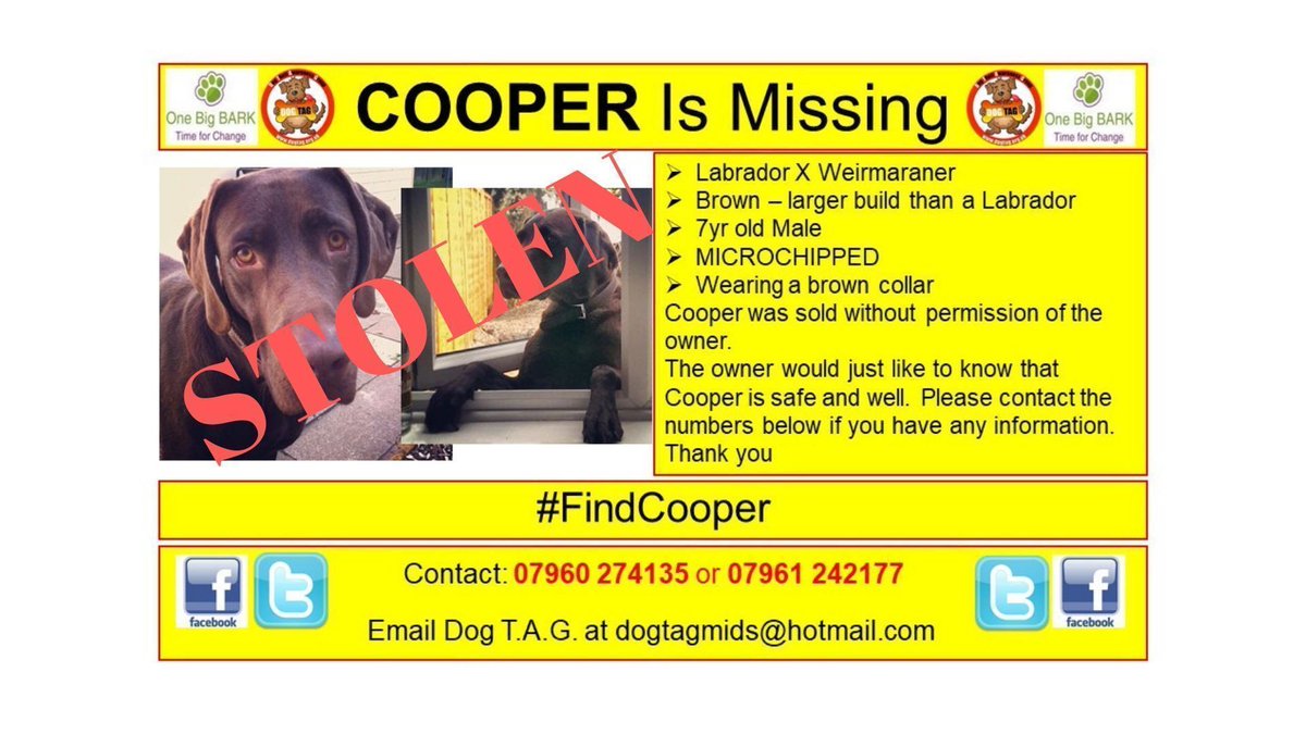 DogTAGMids's tweet photo. Labrador X Weirmaraner 
Brown – larger build than a Labrador
7yr old Male
MICROCHIPPED
Wearing a brown collar
Cooper was sold without permission of the owner.The owner would just like to know that Cooper is safe and well. 
Contact: 07960 274135 or 07961 242177
#FindCooper https://t.co/RJkJdsmCvT