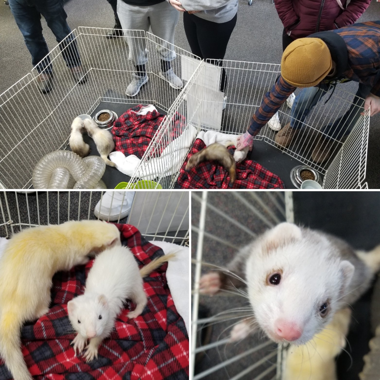 Ferret adoption centers near me 2025