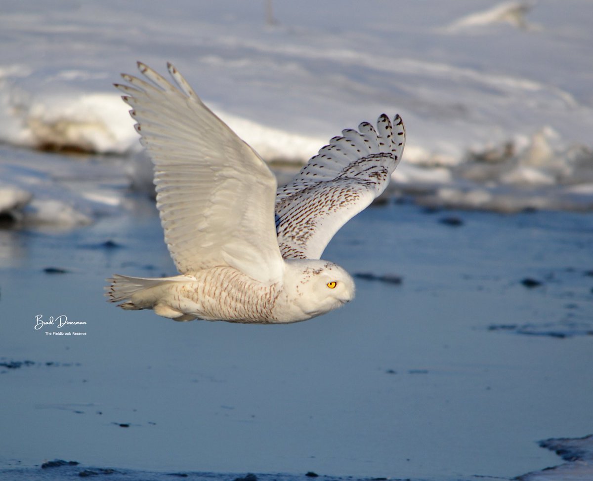 A snowy owl gracefully flies over the snow as it hunts for a meal. A beautiful bird! #owl #owls #birding #birdphotography #birdsoftwitter #wildlife #wildlifephotography #birdsofprey <a href="/ABA/">Amer. Birding Assoc.</a> <a href="/nhaudubon/">NH Audubon</a>