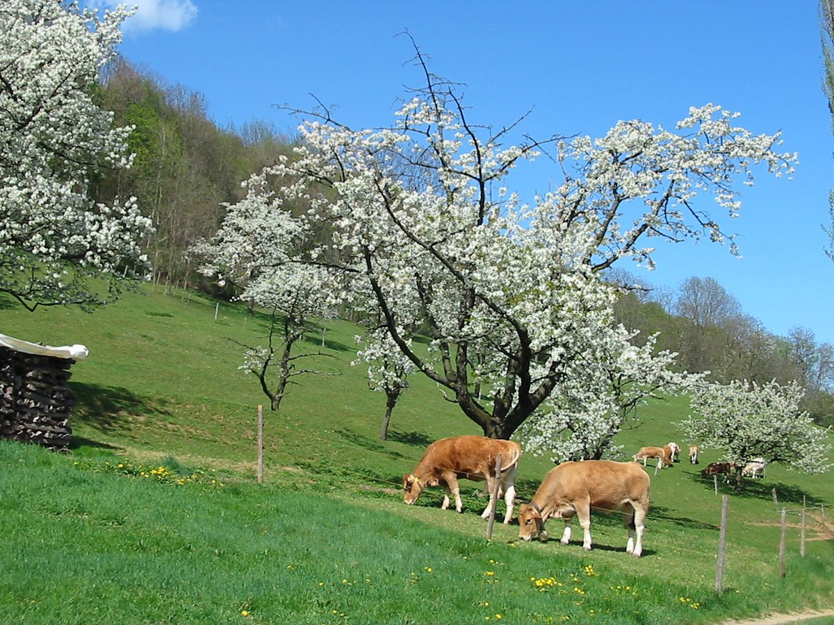 BieneAustria's tweet photo. Naturschutz – Biodiversitätsstrategie der EU bis 2030. Die Kommission möchte Ihre Meinung einholen: https://t.co/9LjZMJ0UfU https://t.co/7kLGBdurTA