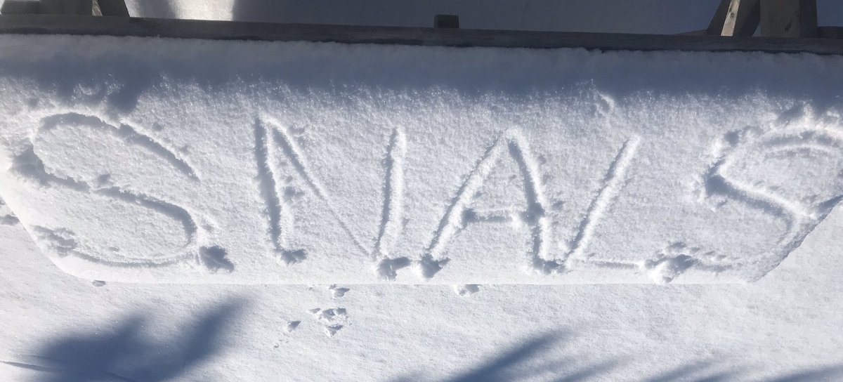 CruisersComfy's tweet image. #ComfyCruisers exploring the #snowy #beaches of #SalisburyBeach @CoastalNwEnglnd @GrtrNbptToday