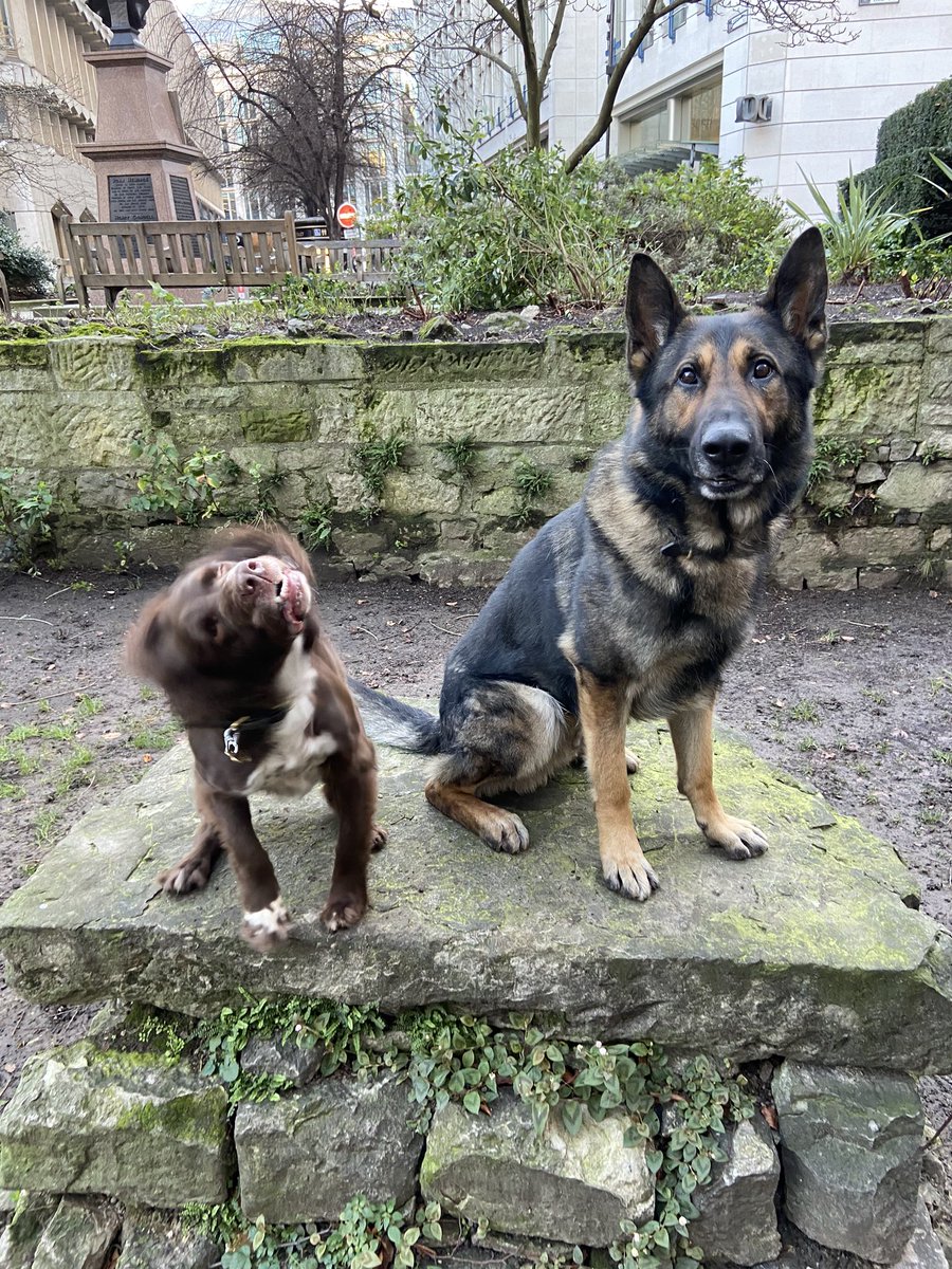 CityPoliceDogs's tweet photo. When youโre trying to get a nice pic and PD Jerry wonโt sit still (typical spaniel), wonder what PD Lesterโs thinking? #PDJerry #PDLester https://t.co/ZPWttzSQdS