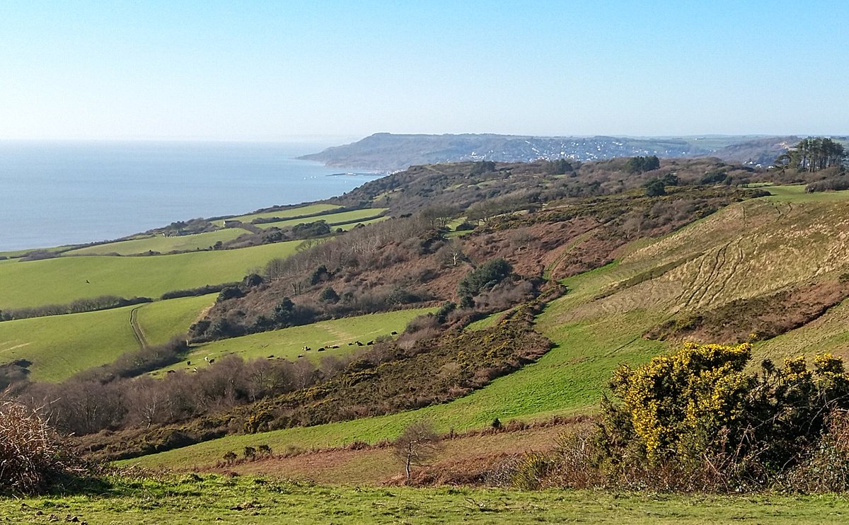dorsetandbeyond's tweet image. &quot;Sustain landscapes rich in wildlife&quot; urges the #TreeCharter. Seaward of Stonebarrow Hill, Dorset, today looking west towards Lyme Regis.

Hard to beat on a glorious January day with this sentiment in mind.