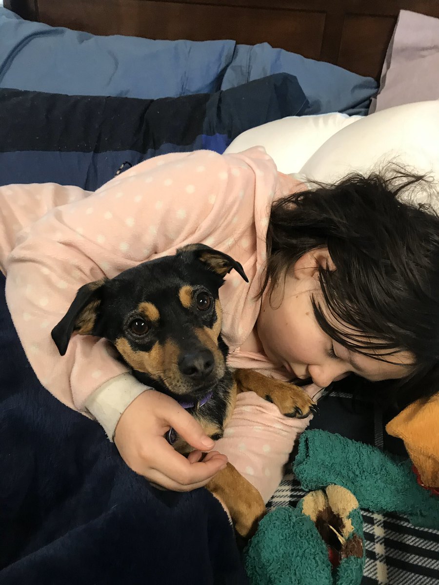 beaglebrigade41's tweet photo. Because everyone needs a little family. #cuddlebuds https://t.co/LyswJdajFk