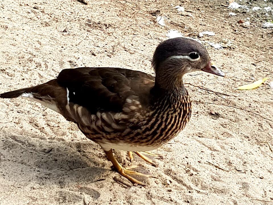 rhythmoftime's tweet image. Tiergarten Park, Berlin #birding