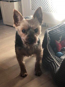 OneStopAllDogs's tweet image. MISSING 15/1/20: ALFIE
Male Yorkshire Terrier (Neutered)
Bedford Street, #Ettingshall, #Wolverhampton, WV1
Older Adult. Black and Tan. 
PLEASE CONTACT 07469239219 or 07780717782