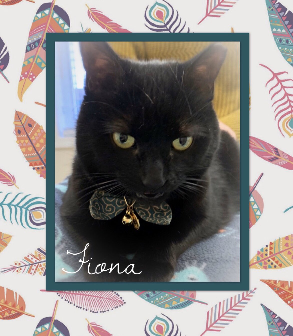 Hilton Veterinary Clinic of Ferndale (@hiltonpetvet) / Twitter