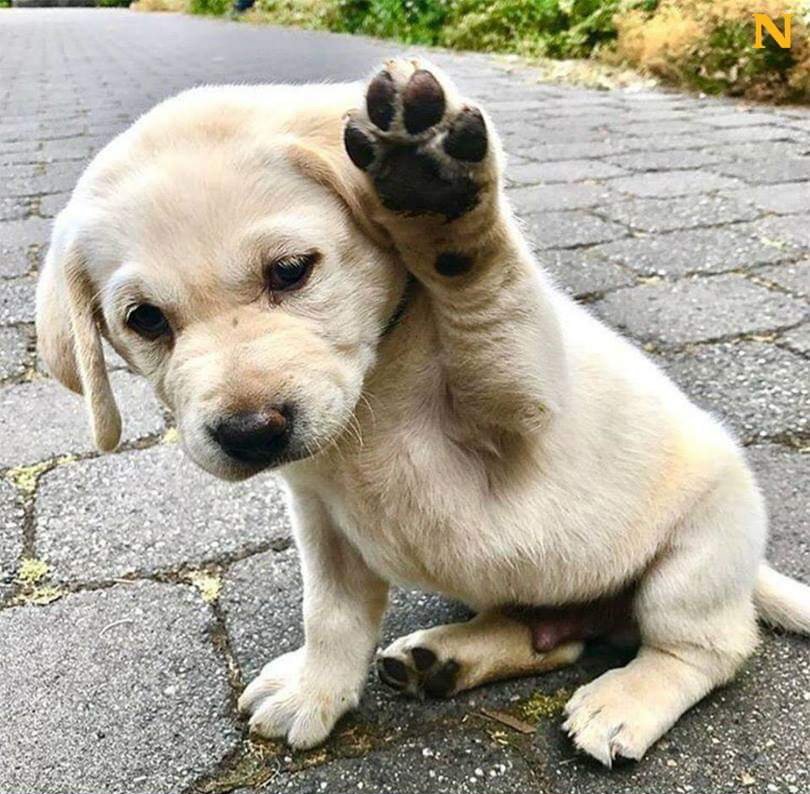 VideoMasterApp1's tweet photo. Hands up if you Love the dogs. 💞 https://t.co/i0AWKECRkQ