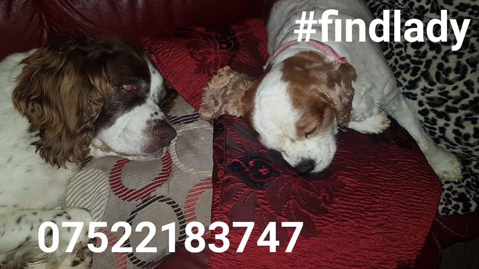 strescuefirst's tweet photo. #findlady #stolen during house robbery  16/01/2020  #ALTHORPE #SCUNTHORPE 

 Please RT to make #findlady #2hot2handle 

💰HUGE REWARD #findlady #scanthatchip

@dotslondon @vincerock7 @OneStopAllDogs @FindOurPup @samwarburton_ @SarahP2311 @dogwatisaw @Lorrain90964806 @lorraineholt https://t.co/XYlGtXQAfk