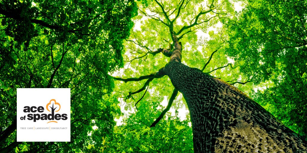 Mikeaceofspades's tweet photo. Our Tree surgery services include Crown reduction (specific to the species and individual tree requirements) to reduce the tree sail area. 

For more info please go to https://t.co/ah0JNKRlUZ

#TreeSurgery #Norfolk #Norwich #Suffolk https://t.co/M51ECvEHoB