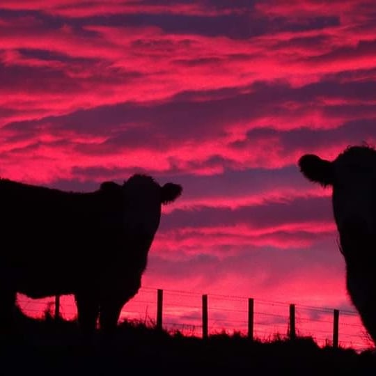 RomanyHerefords's tweet photo. What a sunset, made me think - How's your burger made!? I know which I prefer!!
#meatwithintegraty #beef #oneingredient #natural #herefordbeef https://t.co/uJD6GKeANu