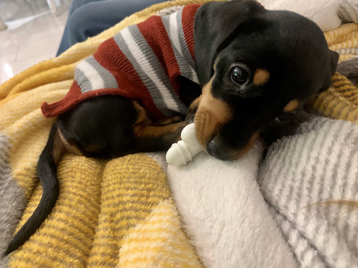 _Melissaroy's tweet photo. Winnie and her new snazzy jumper https://t.co/0TFjv2d3aU