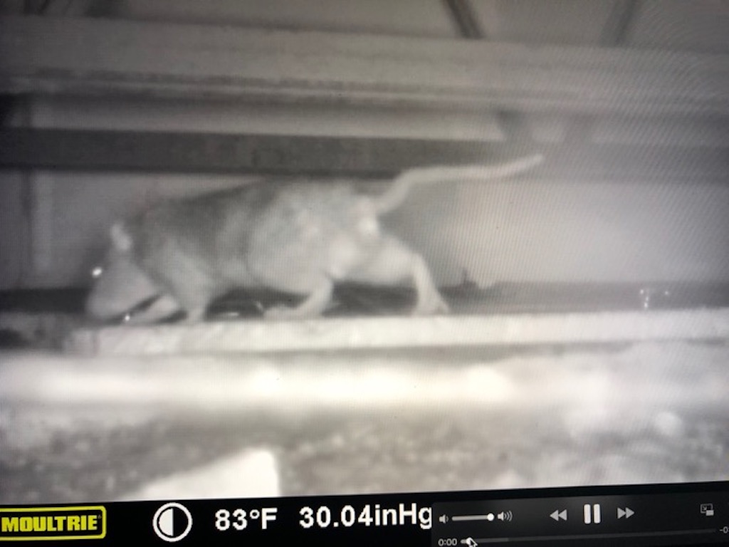 rodentologist's tweet photo. City ceiling rats &amp; their chemical bulletin boards. Arrow = urine/sebum pillars built by rats (&amp; mice) to spread the word to building’s interior rodent colony abt species, territories, dominance, sex &amp; food. My flash lit up their dark, secretive, protected world (IR cam). https://t.co/hJSJVIyugz