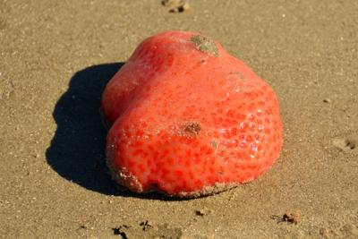 JayBradley1's tweet photo. @Jo_Elphick @2minbeachclean I think it might be Sea Pork #Tunicata #orange #lumps https://t.co/9PH2Xro2kf