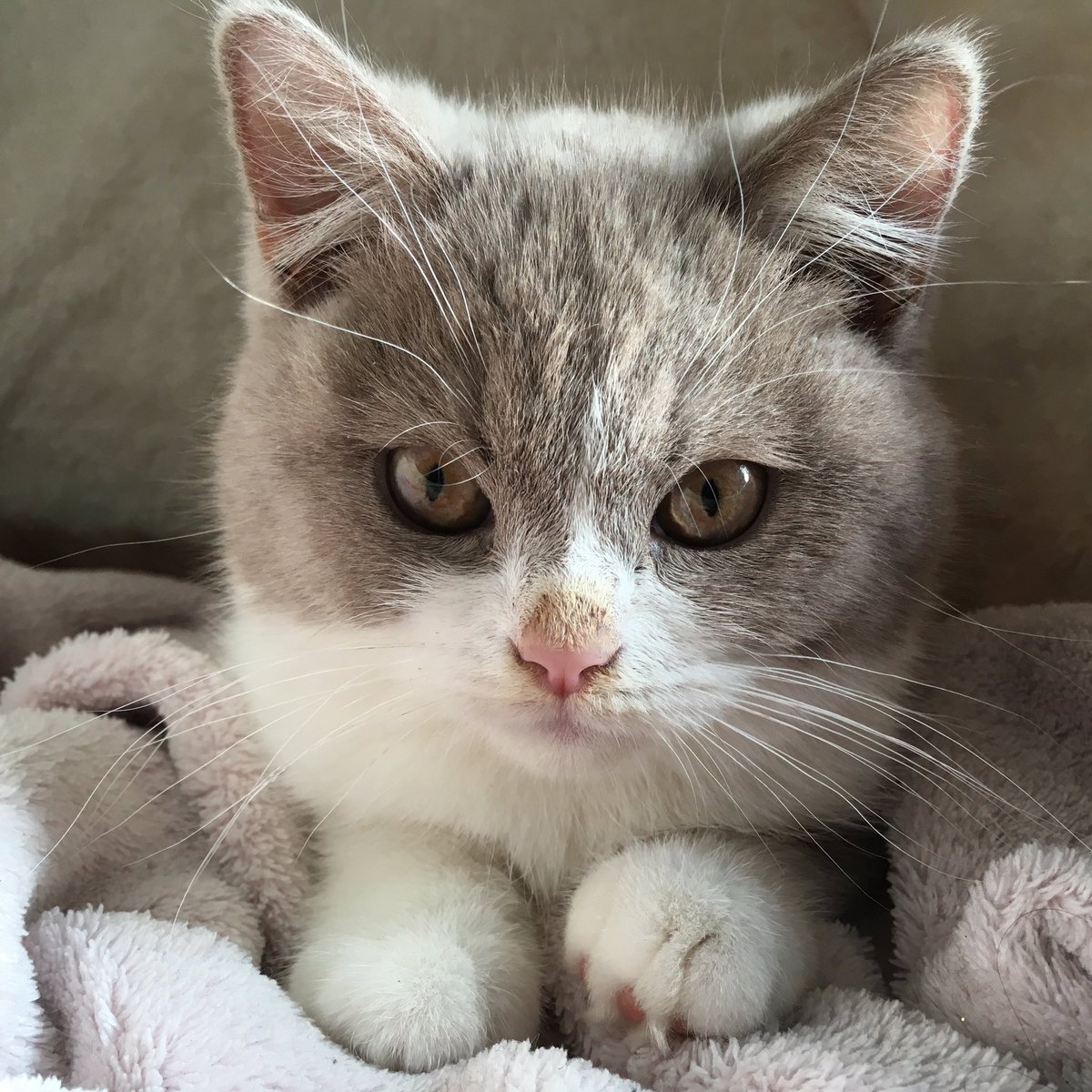 Olaf_Chat's tweet photo. Le wikende a biento mouru. 
Cétriss.
Cétou. 
Merci. https://t.co/W5EKYqgS9W