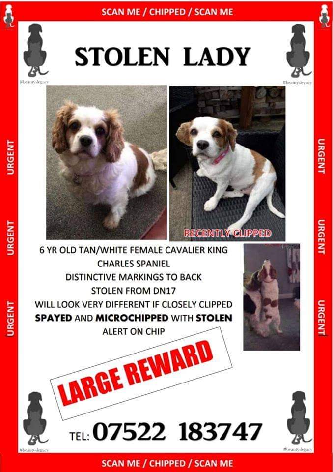 MissingPetsGB's tweet photo. 🐕 SHARE AND INVITE EVERYONE YOU KNOW...AT 8PM TIL 9PM  TONIGHT...WE NEED THE NATION TO FLOOD TWITTER FACEBOOK AND INSTAGRAM WITH POSTS FOR LADY WITH THE HASHTAG #findlady...LETS GET HER TRENDING AND GET HER HOME  💕💕💕
https://t.co/k4Qmdq3AP6 https://t.co/PcSHBpIWlU