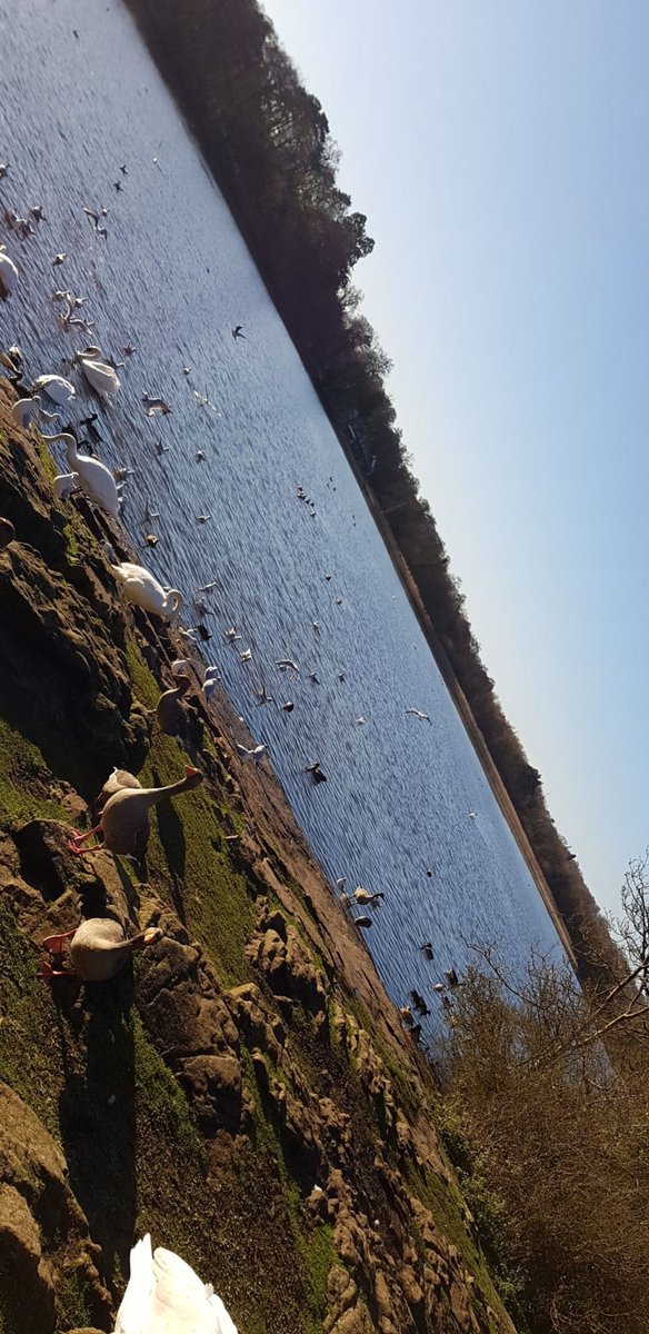 StaceyNewson3's tweet photo. Feeding the ducks with the nephews and Nieces at one of my favourite childhood places #grobypool ❤💜💚💙🦆 https://t.co/6W58NpVX3A