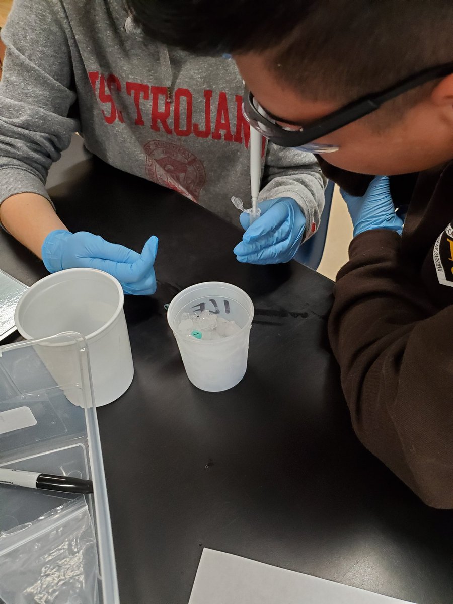 We were busy our 1st week of 2nd semester! Analyzing the bacteria we grew last semester to verify it had the gene we cloned. Notice all the teamwork! #ngss #bringingbiotechtoec 🧫🧪🧬