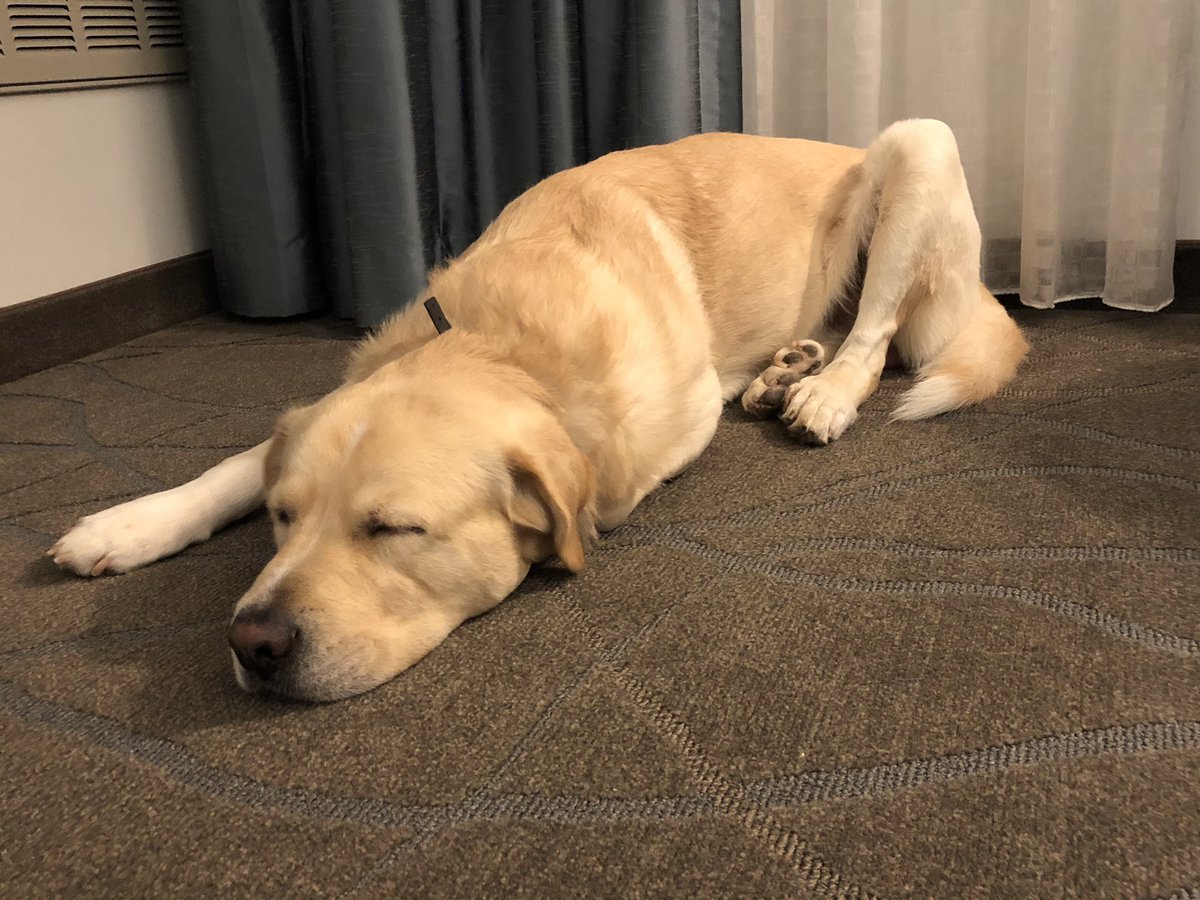 servicedogtails's tweet photo. The @ChrisYoungMusic concert wore him out yesterday! #servicedog #Hardwork https://t.co/d1lE0yyKVF