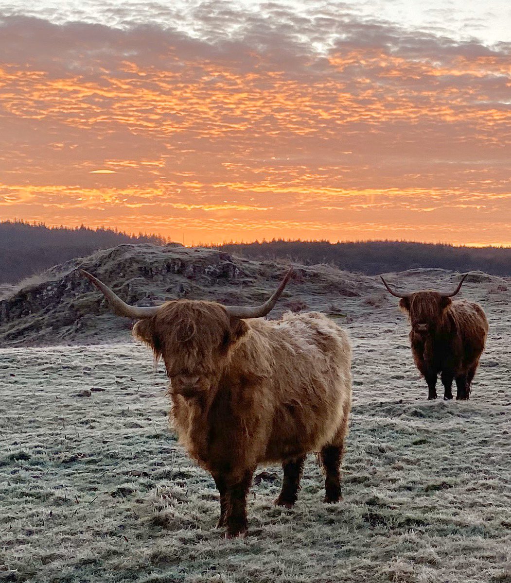 Ginger coos and a ginger sky. Love these frosty mornings and the stunning skies they bring.
#dgwgo #lovedandg #nativebreeds #highlandcows #coosday #visitscotland #visitsouthwestscotland #swc300 #dumfriesandgalloway