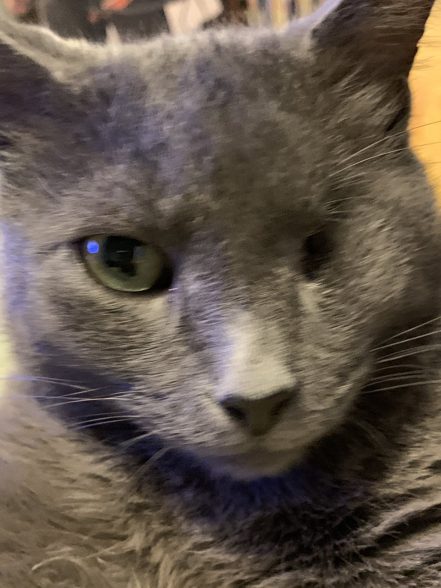 MyCatGeorge2's tweet photo. Sup?

#meow #oneeyedcat #RescueCut @PetSmartChariTs #handsome https://t.co/JhUfGV5StY