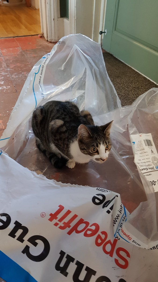 stationcats's tweet photo. R - Busssssy day today! I been plumbers apprentice! 😂 #stationcats #CatsOfTwitter #kittensoftwitter #catsatwork #catsonduty #plumbersapprentice https://t.co/LgTV6z0TmM