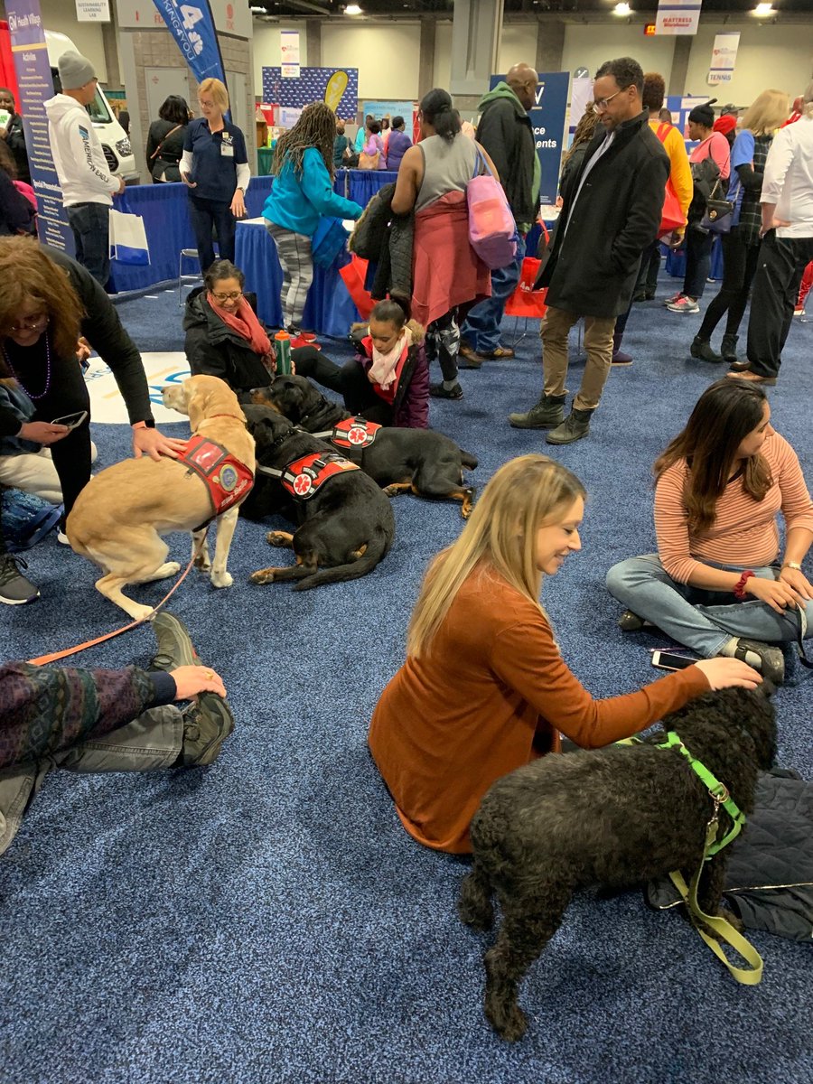 GW_MFA's tweet photo. Cuteness alert! Visit our therapy dogs at the GW Health Village at the @nbcwashington Health + Fitness Expo.  
#NBC4EXPO #Telemundo44EXPO https://t.co/v4cUxmf1J7