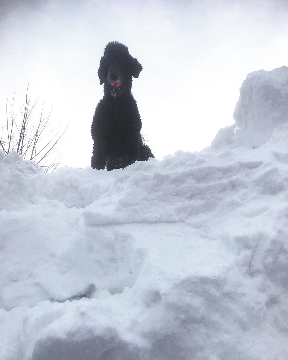 MaxLiboiron's tweet image. These #DogsofMUNGeography are frolicking happily and prefer to sit on tall piles of snow. They make the house very, very wet when they come in.