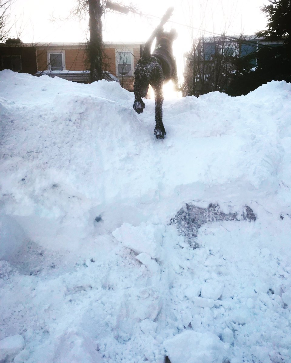 MaxLiboiron's tweet image. These #DogsofMUNGeography are frolicking happily and prefer to sit on tall piles of snow. They make the house very, very wet when they come in.