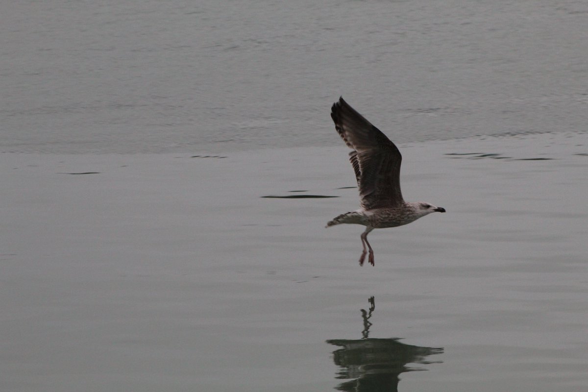 Herring Gulls are one of the most common sites along the coast and many people think of them as pests. However they are red-listed due to there population decreasing rapidly. The effects of climate change are becoming more and more prominent even in the most common of subjects.