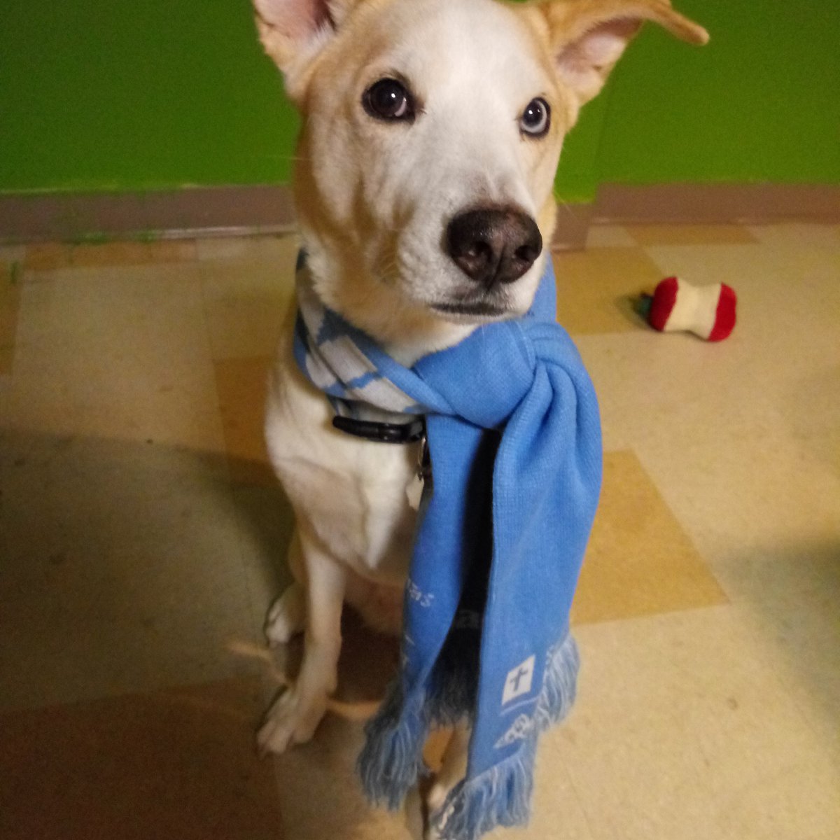 vbatcher50's tweet photo. Faith is ready to #TitanUp #takingeverything #GoTitans https://t.co/flFbpRPdFG