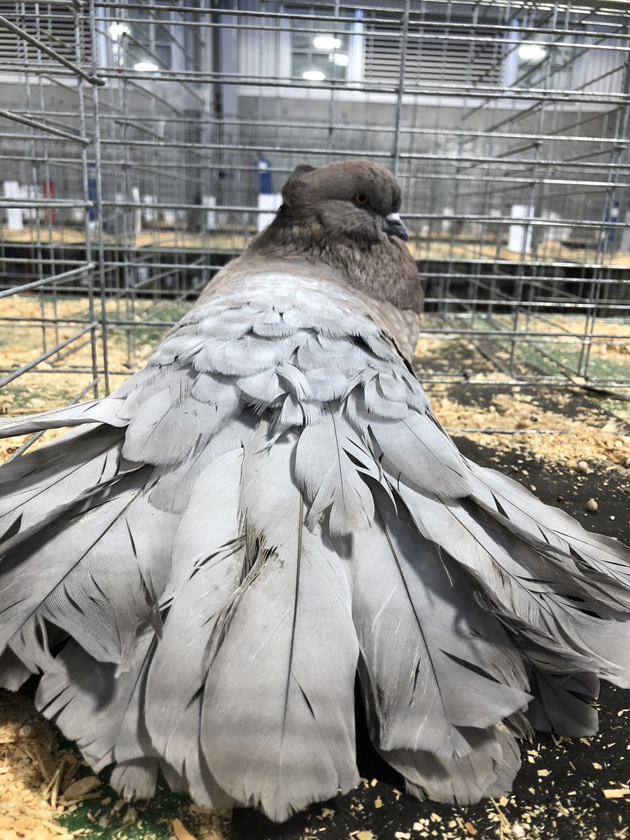 fwssr's tweet photo. Have you ever seen a fancier pigeon?? #fwssr #fancyfeathers https://t.co/GdB61OEzcC