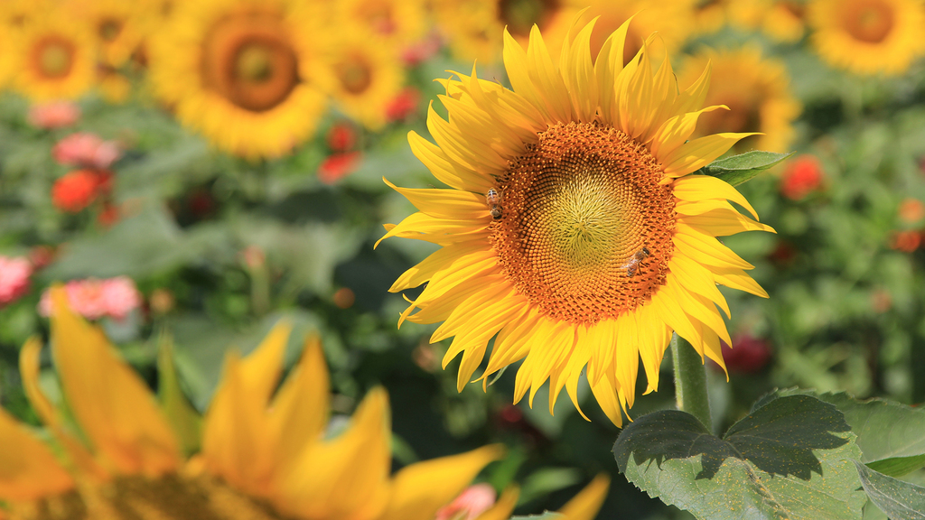 Closeup photo of sunflower [1920x1080] ift.tt/2TOImD9